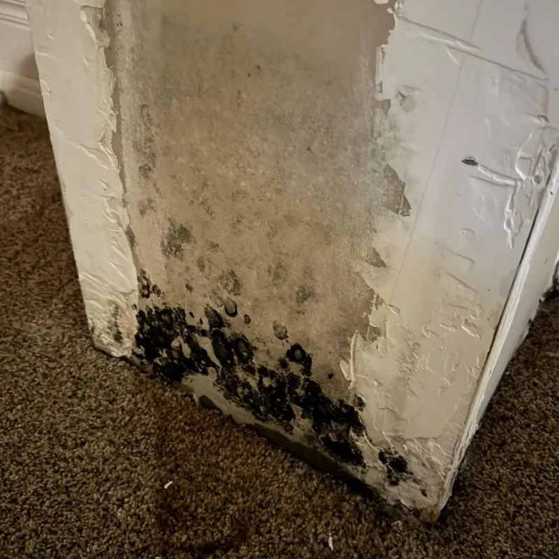 Professional Mold Removal in South Park, WY